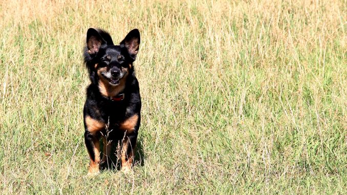 Hütehund